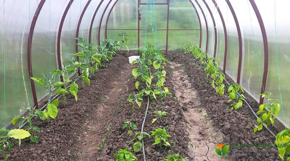 Как сделать подкормку из золы для огурцов и помидоров в теплице