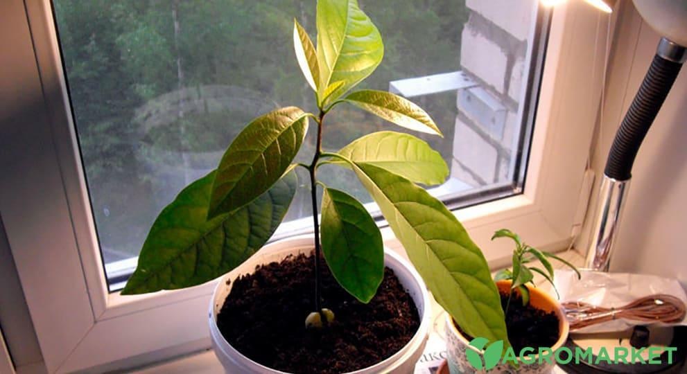 avacado2-min.jpg avacado2-min.jpg