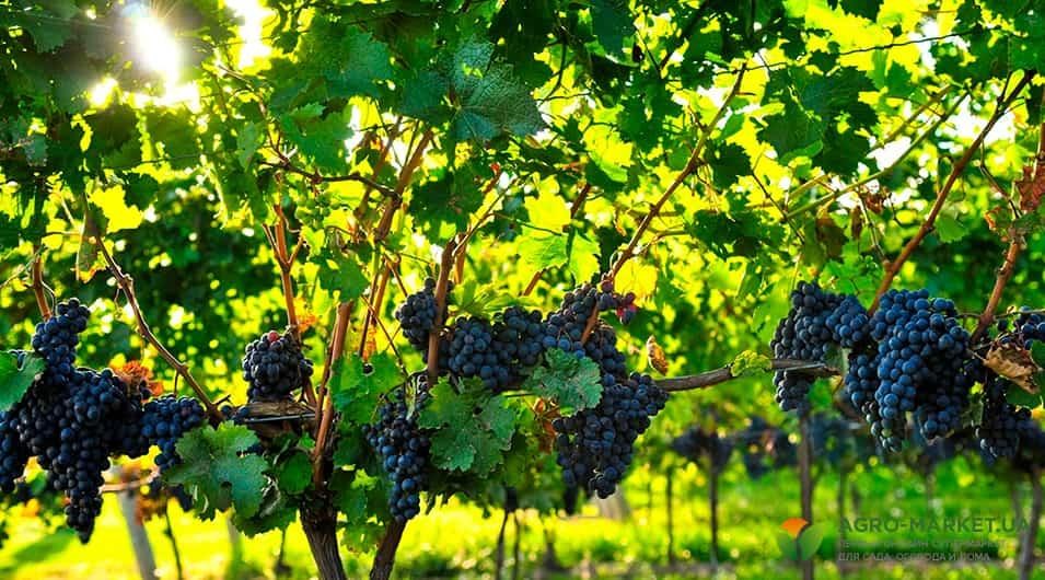 vinograd1-min.jpg