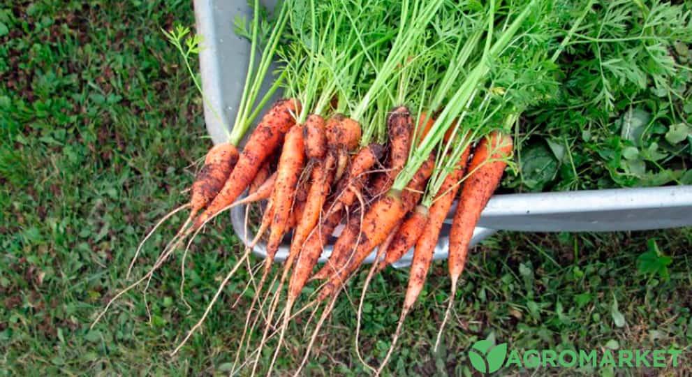 Структура коренеплодів моркви має декілька важливих характеристик