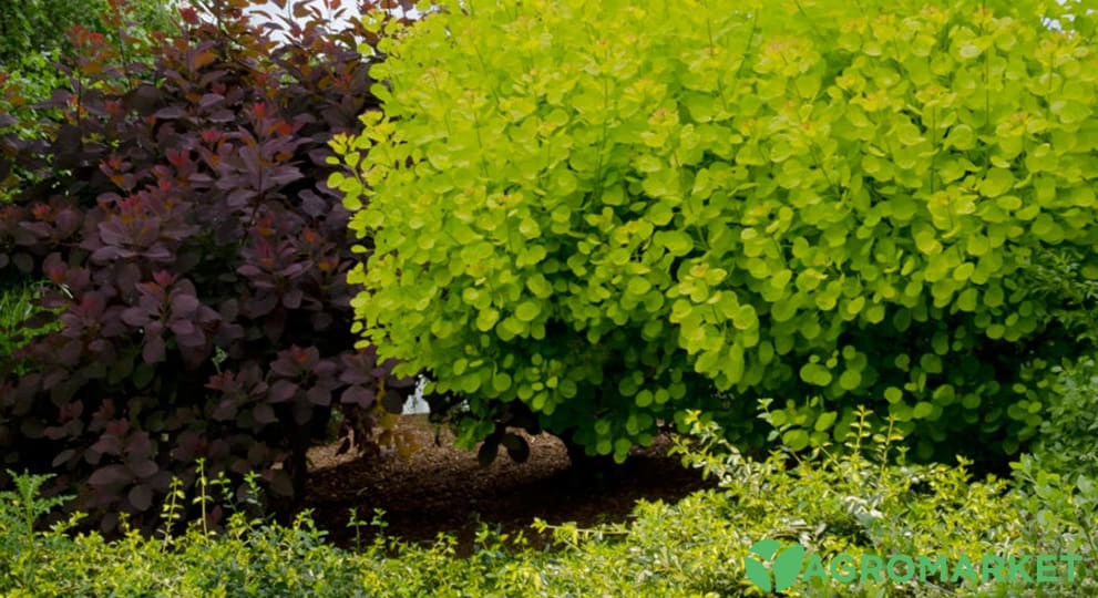 skumpia5-min.jpg skumpia5-min.jpg