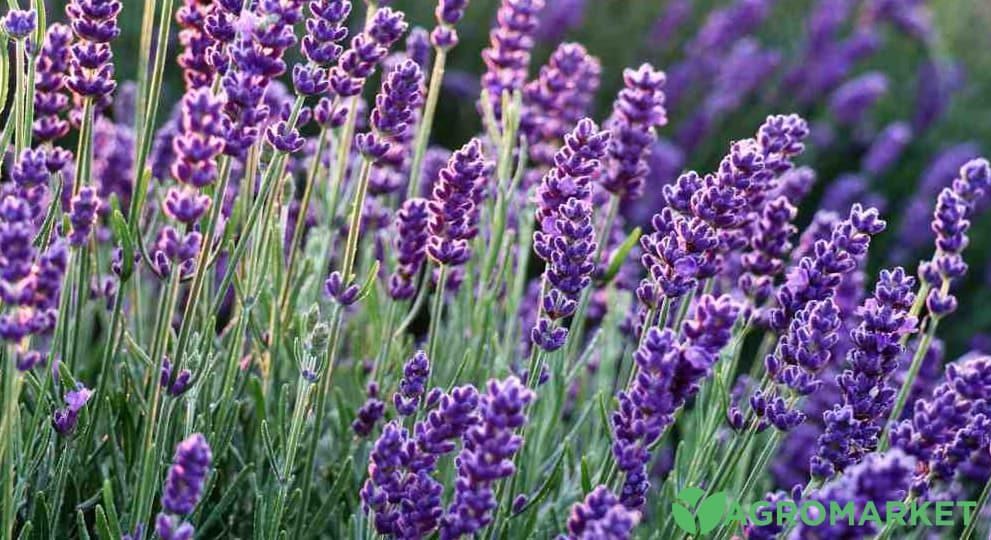 lavander4-min.jpg