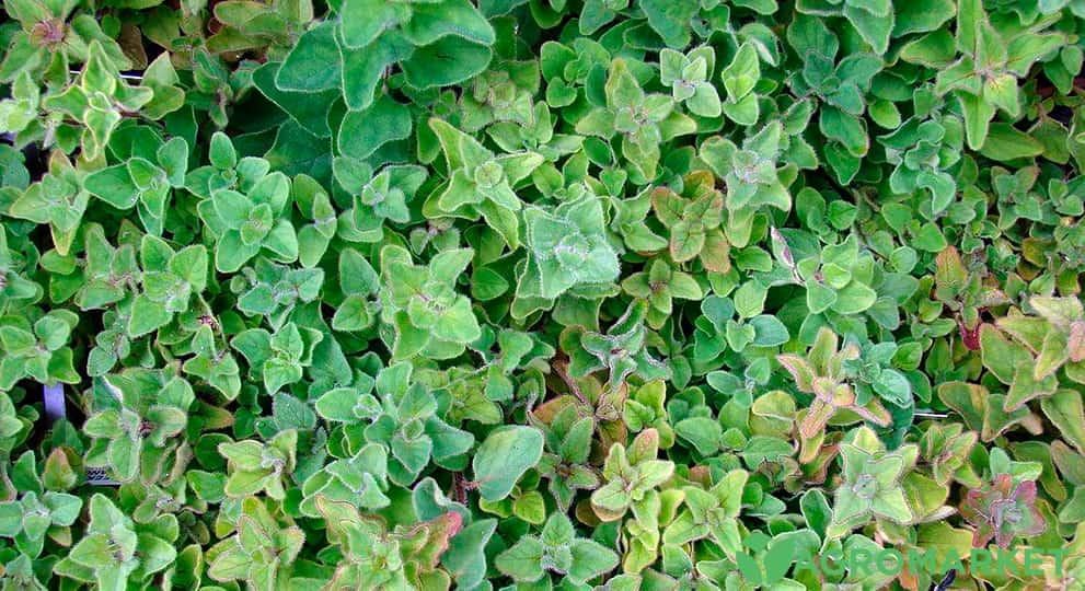 oregano3-min.jpg oregano3-min.jpg
