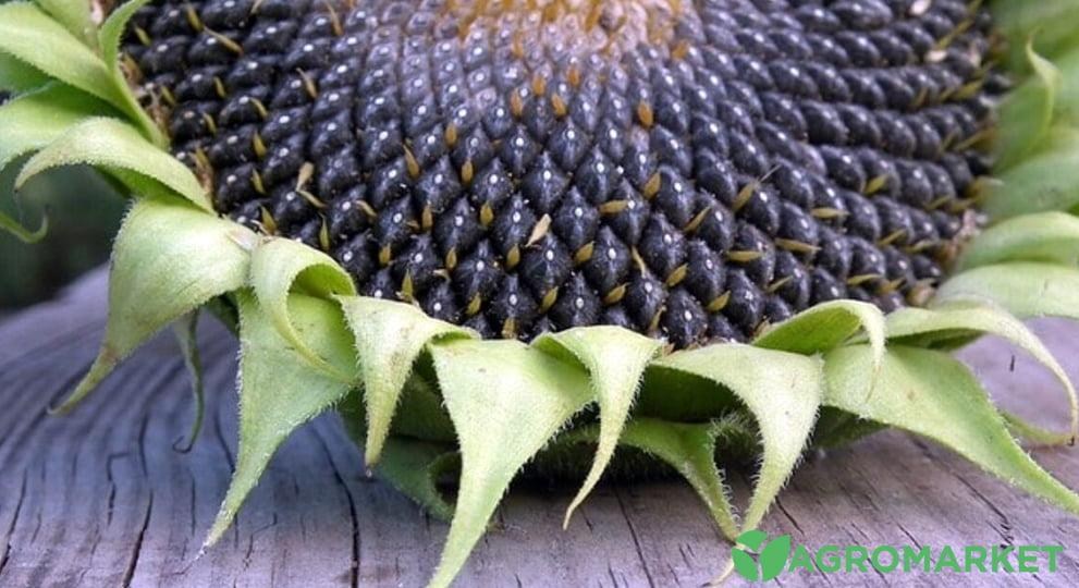 Минеральные удобрения для подсолнечника – Agro-Market