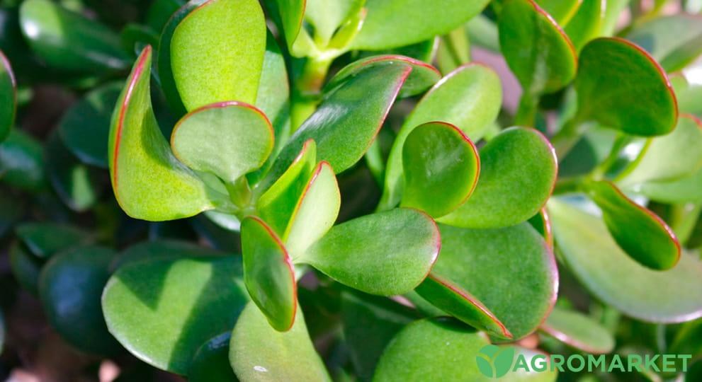 tolstynka4-min.jpg tolstynka4-min.jpg