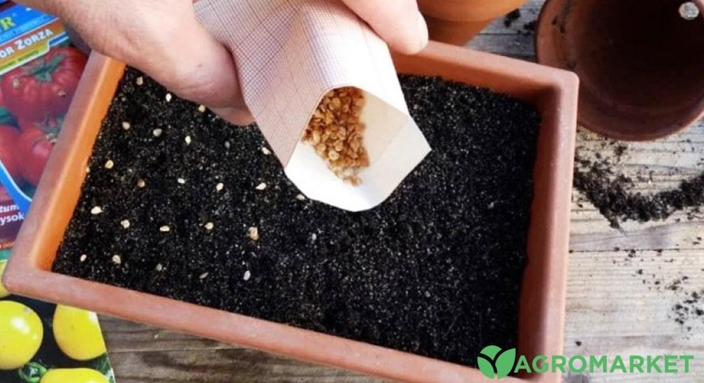Во что сеять рассаду – Agro-Market
