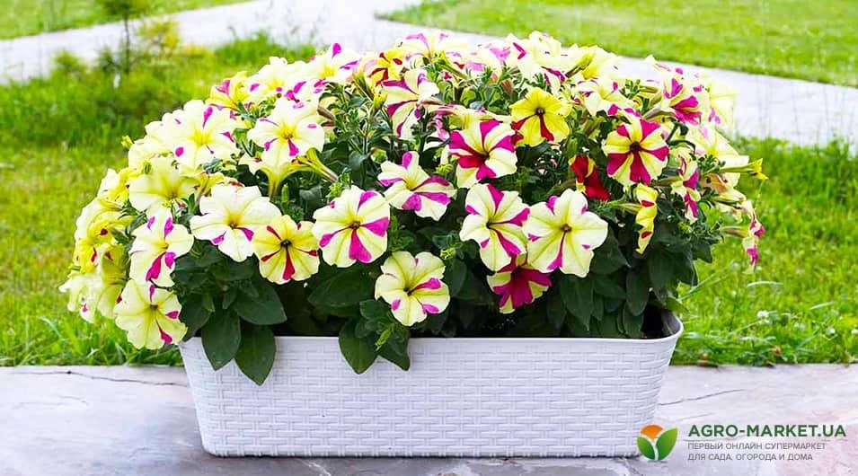 petunia-min.jpg petunia-min.jpg