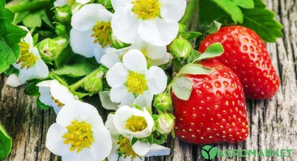Минеральные удобрения для клубники – Agro-Market