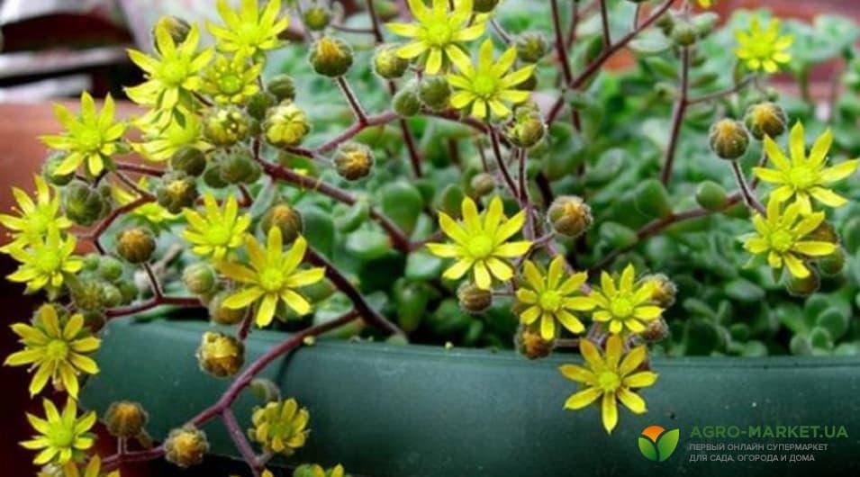 succulents6-min.jpg succulents6-min.jpg