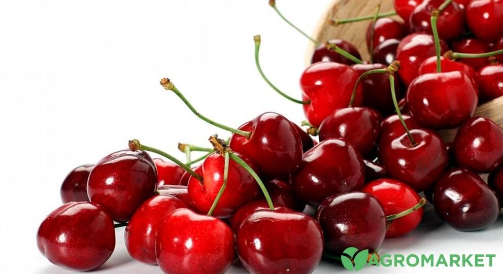 kompot3-min.jpg kompot3-min.jpg