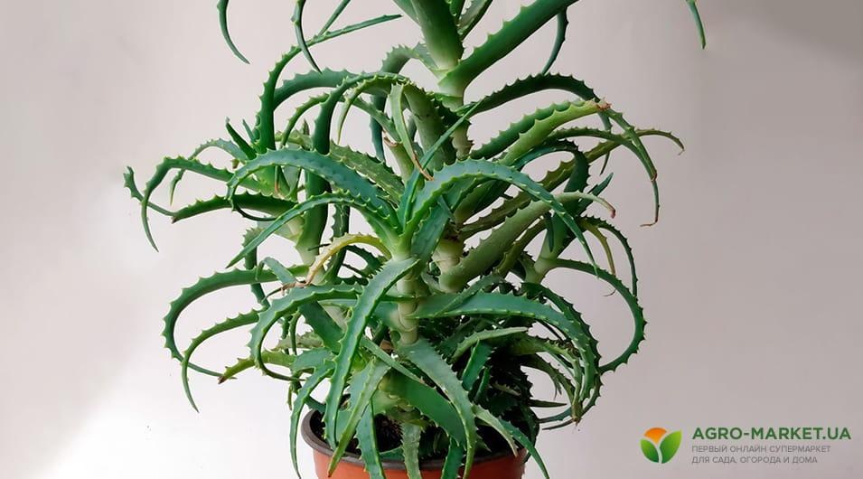 aloe3-min.jpg