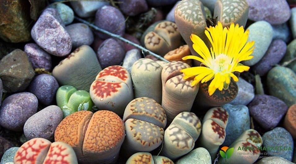 succulents8-min.jpg succulents8-min.jpg