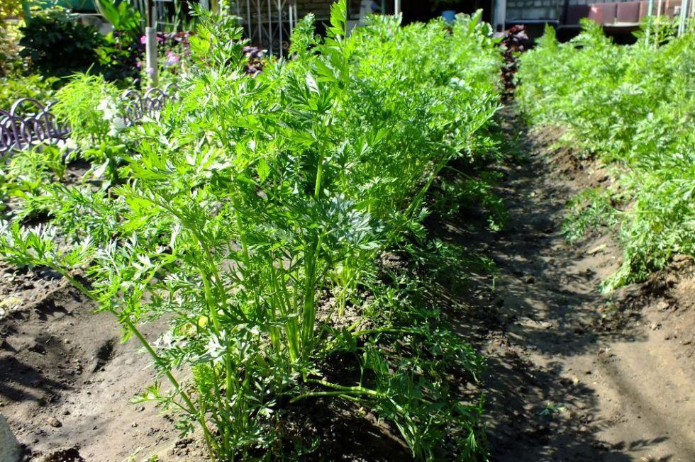 Правильна агротехніка вирощування моркви: полив, підживлення, очищення бур'янів, проріджування