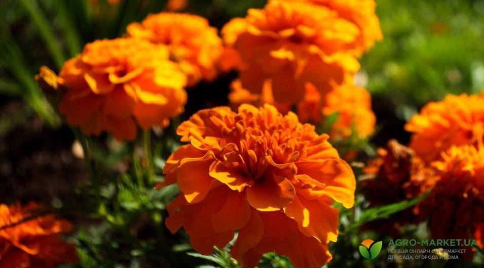 Оранжевые Цветы Фото И Названия