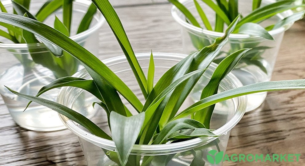 Как размножать хлорофитум: шаги и советы для садоводов | Agro-market