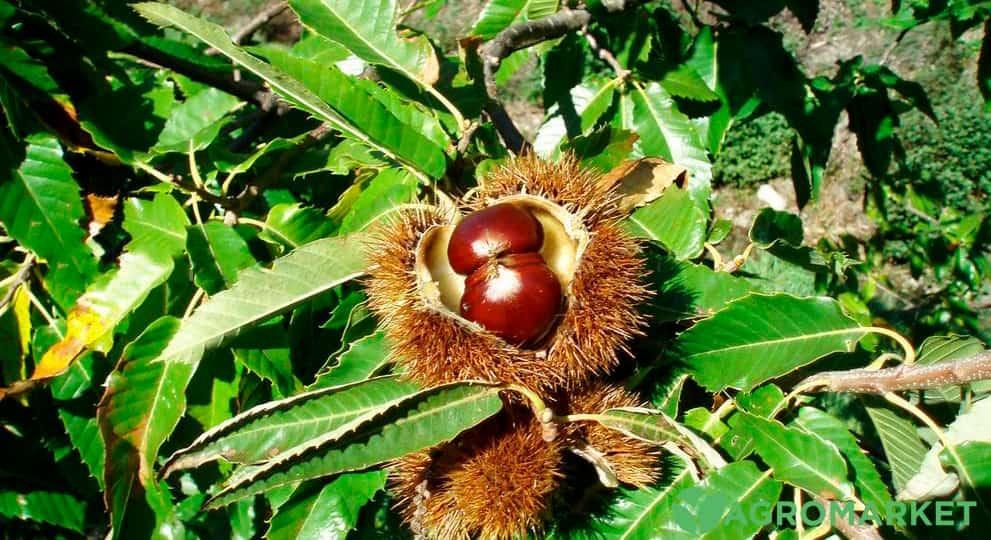 kashtan4-min.jpg kashtan4-min.jpg