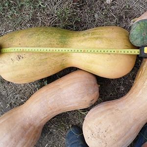 Татьяна Малинович1.jpg Татьяна Малинович1.jpg