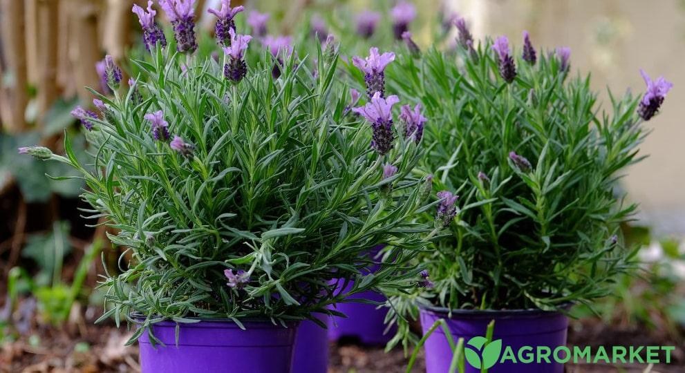 Удобрения для лаванды: выбираем лучшие варианты - Agro-Market