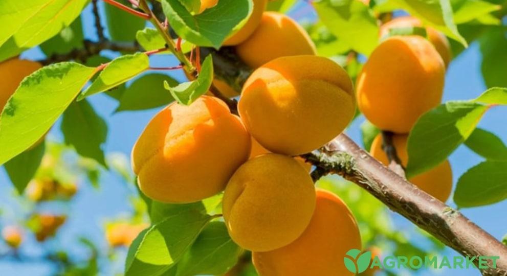 apricot2-min.jpg apricot2-min.jpg