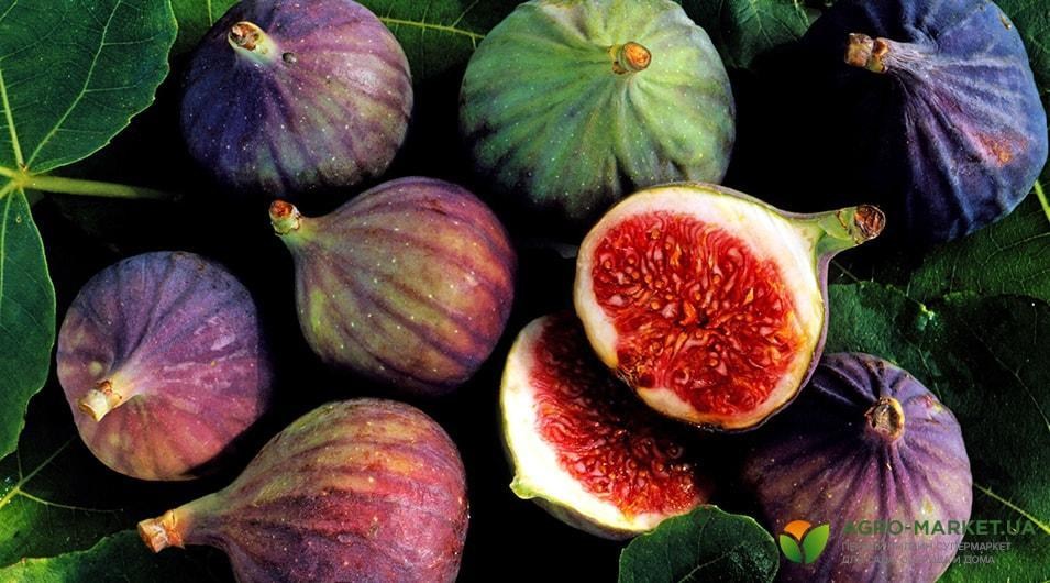 figsss-min.jpg