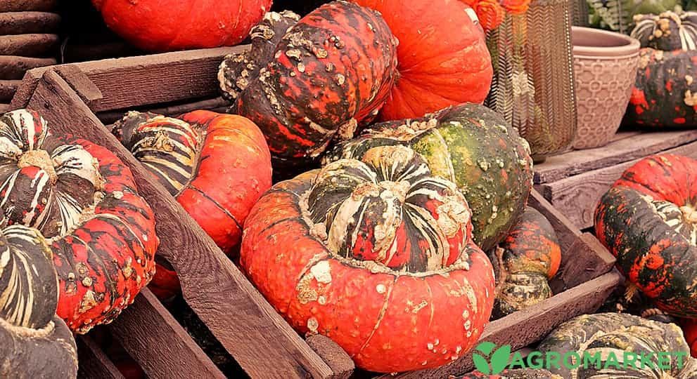 decopumkin2-min.jpg decopumkin2-min.jpg