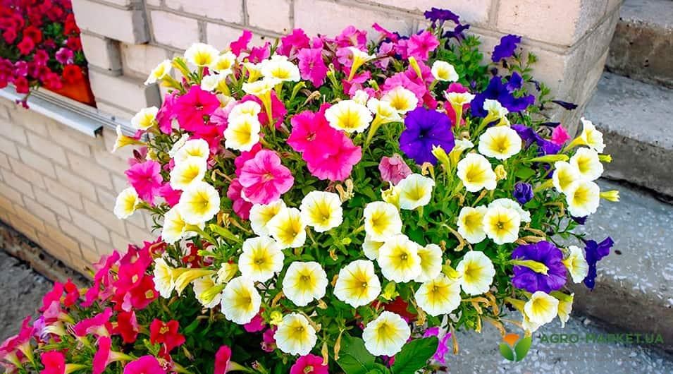 petunia3-min.jpg petunia3-min.jpg