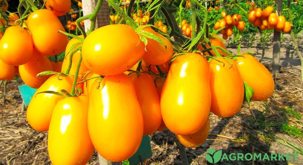 Оранжевые Сорта Томатов Фото