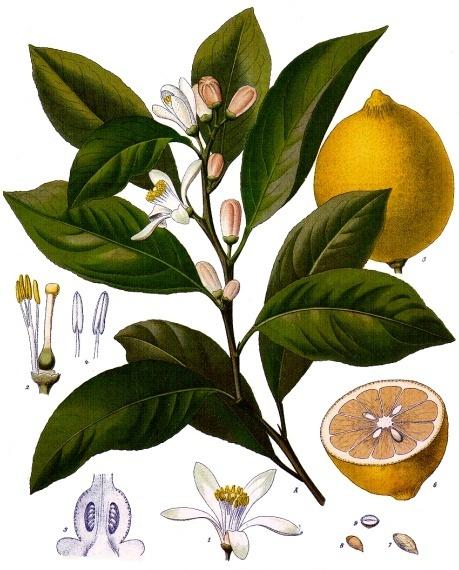 Плоди і листя лимона