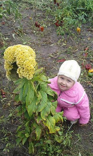 Светлана Тищенко.jpg Светлана Тищенко.jpg