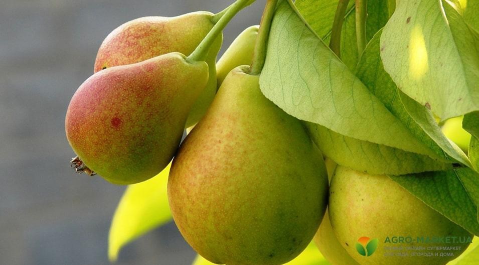 Правильная обрезка груши для увеличения урожайности Agro-Market