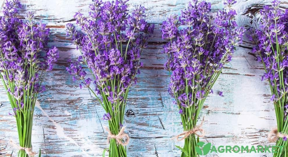lavander8-min.jpg lavander8-min.jpg