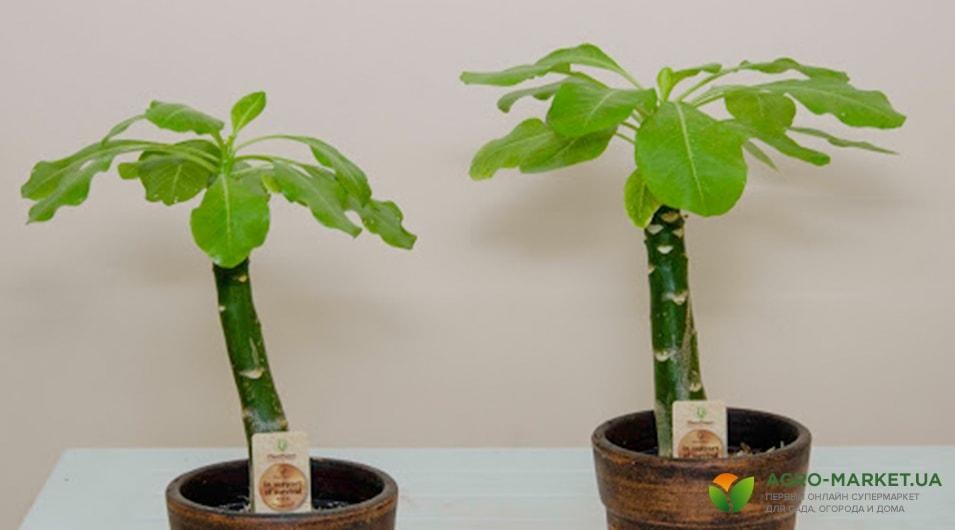 succulents10-min.jpg succulents10-min.jpg