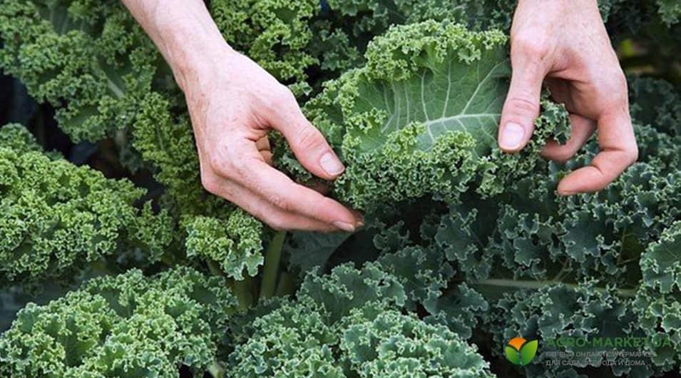 vegetables3-min.jpg vegetables3-min.jpg