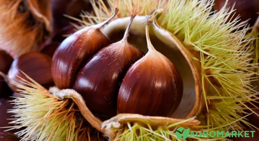 kashtan1-min.jpg kashtan1-min.jpg