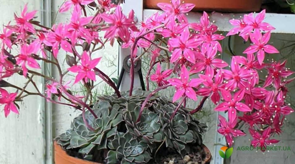 succulents3-min.jpg succulents3-min.jpg