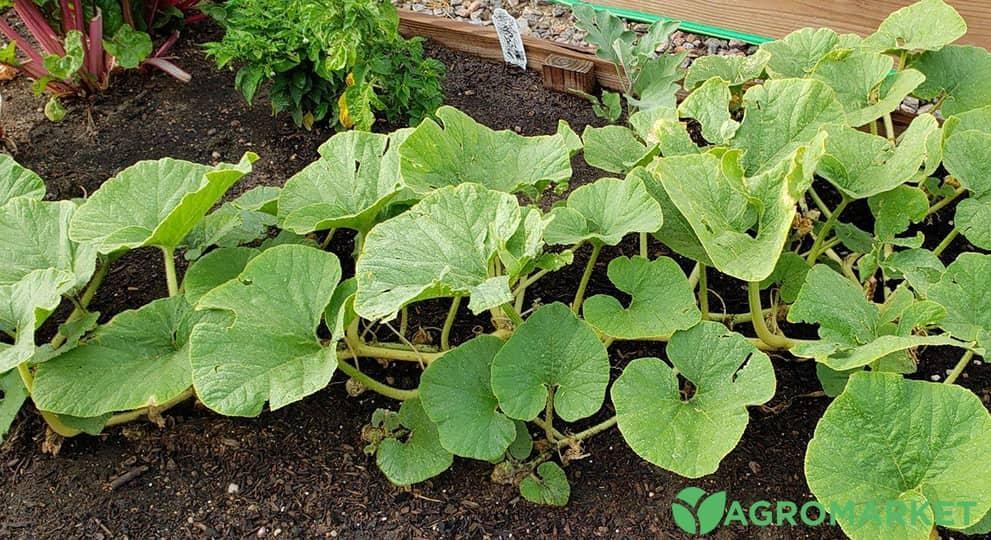 Как сажать кабачки семенами - Agro-Market