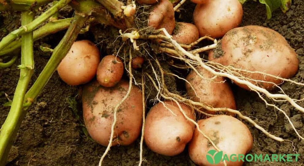 Как посадить картофель по китайски: подробная технология и советы от ...