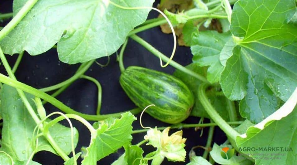vegetables2-min.jpg vegetables2-min.jpg
