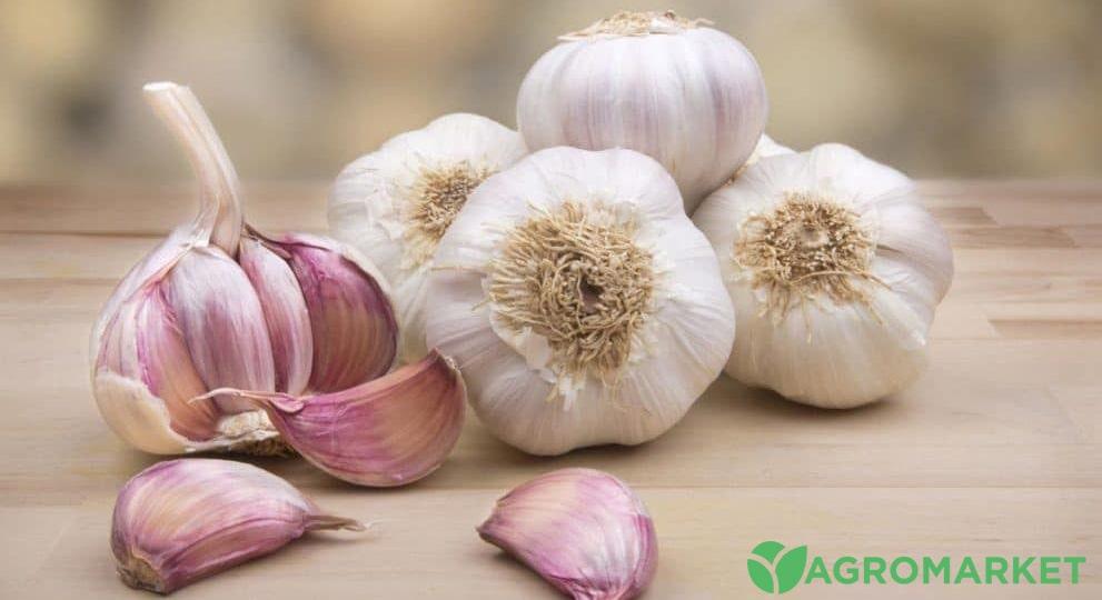 garlic1-min.jpg