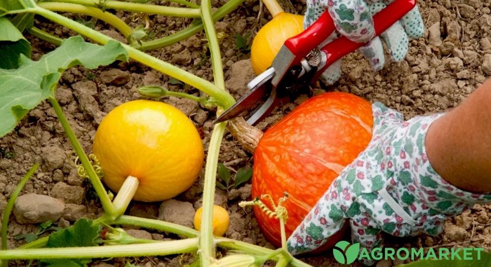 Как сажать кабачки семенами - Agro-Market