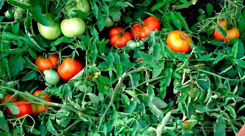 Обприскування томатів сироваткою: користь і методи застосування