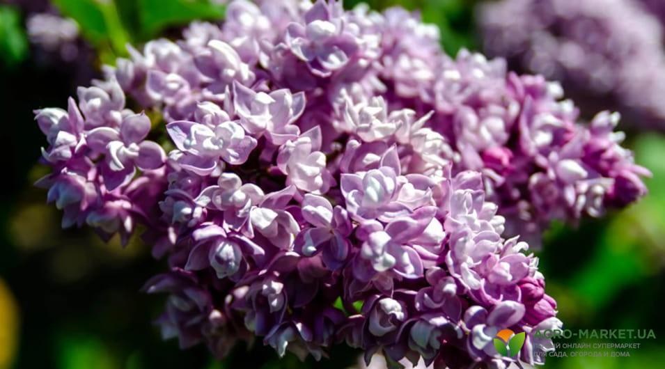 Вплив догляду на ріст та розквіт бузка