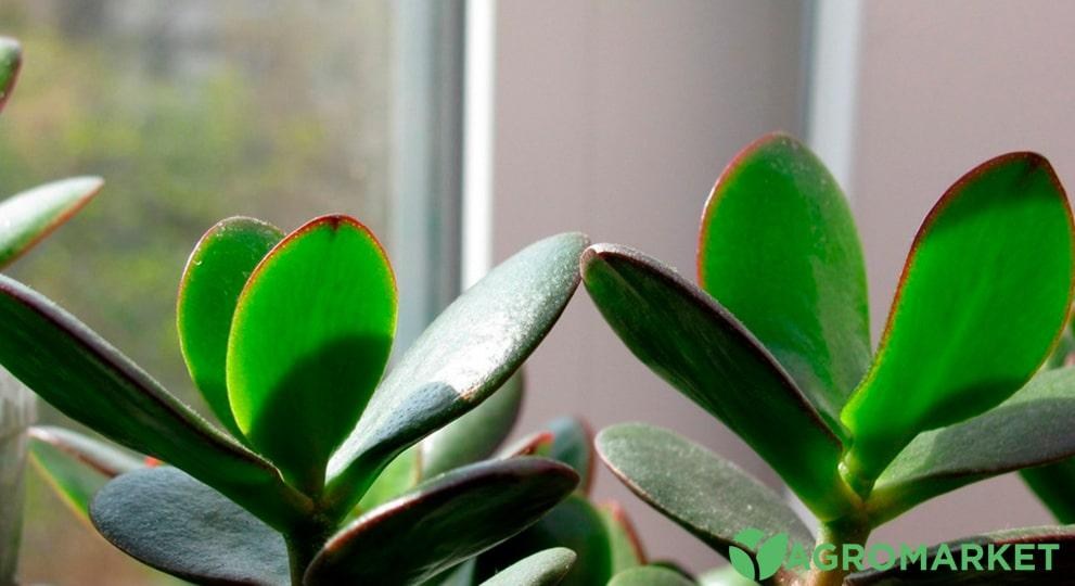 tolstynka3-min.jpg tolstynka3-min.jpg