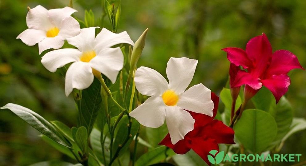 Дипладения - выращивание и уход: полезные советы и рекомендации - Agro ...