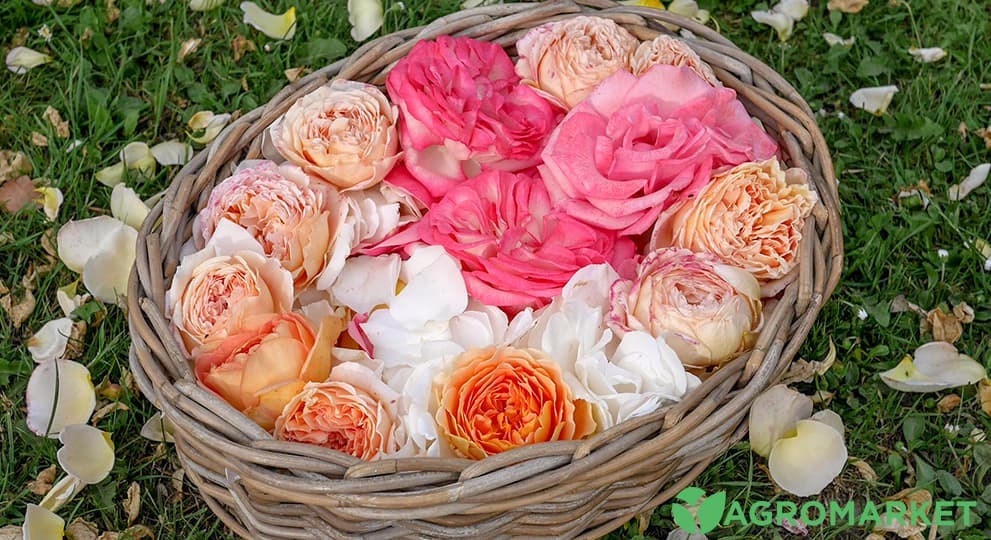 winerose5-min.jpg winerose5-min.jpg