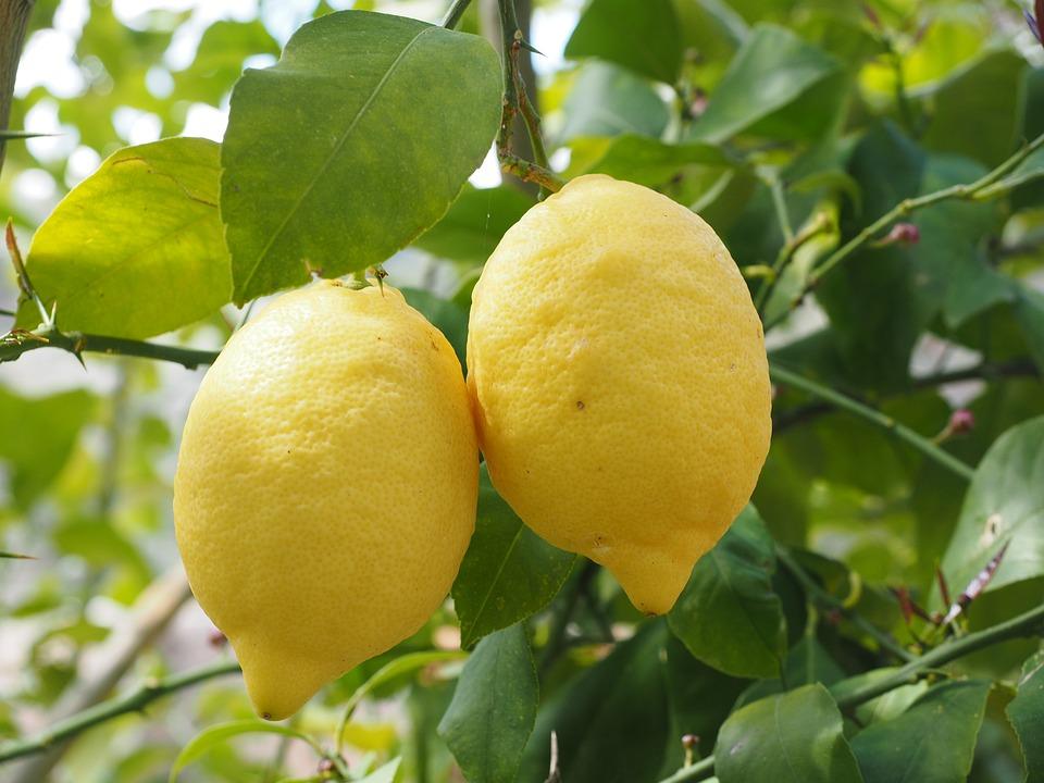 Плоди лимона