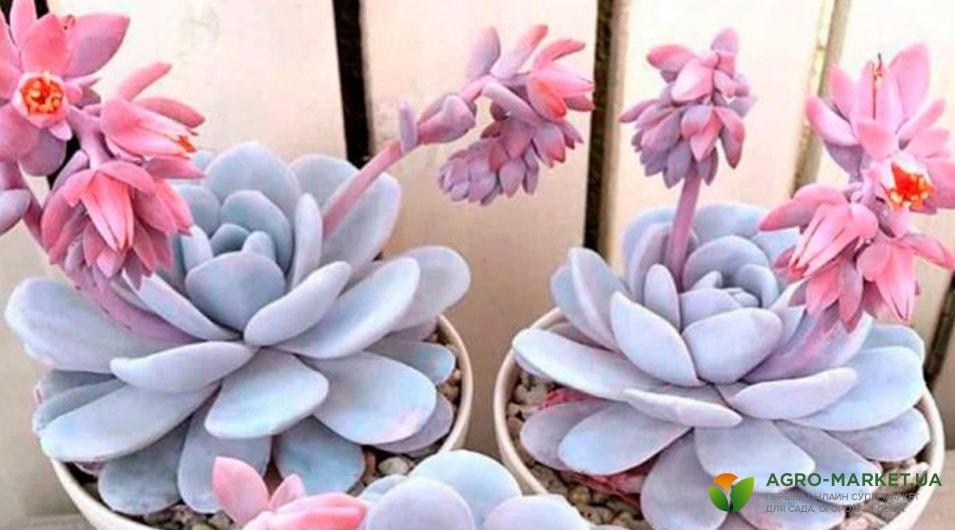 succulents4-min.jpg succulents4-min.jpg