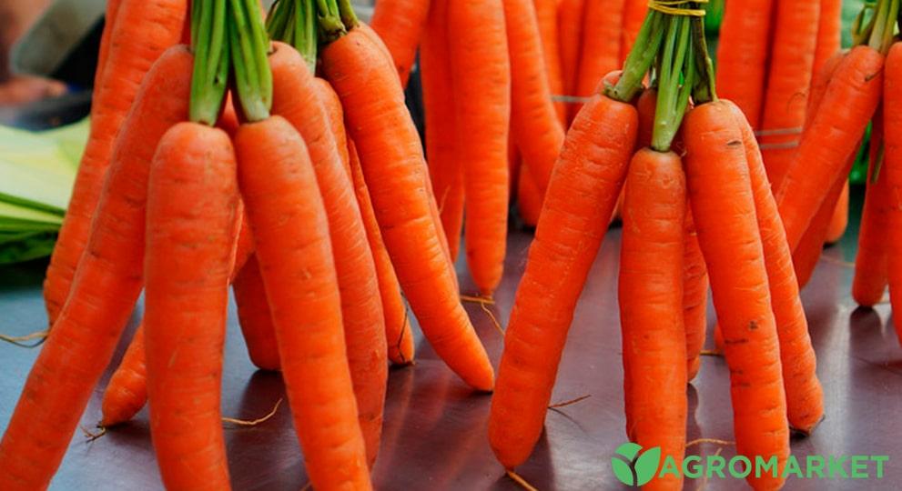 Оптимальні умови зберігання моркви в холодильнику