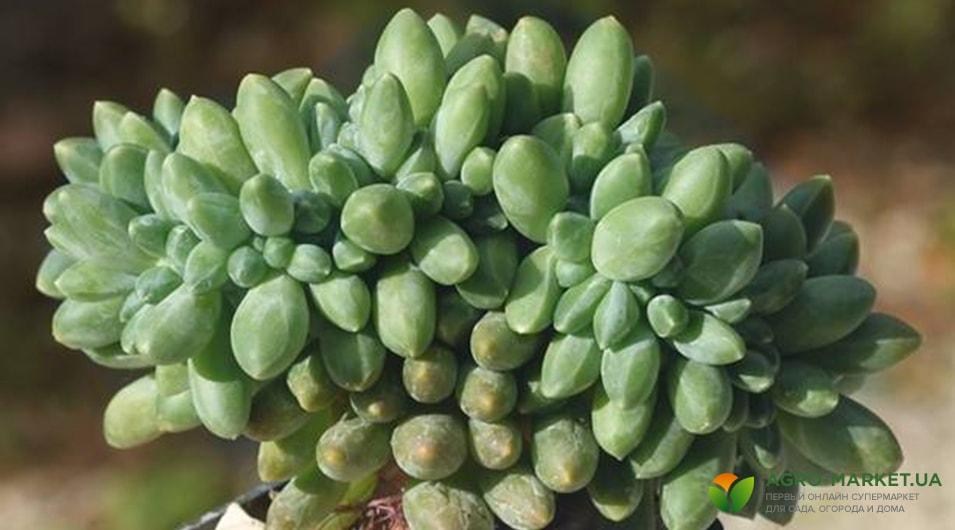 succulents5-min.jpg succulents5-min.jpg