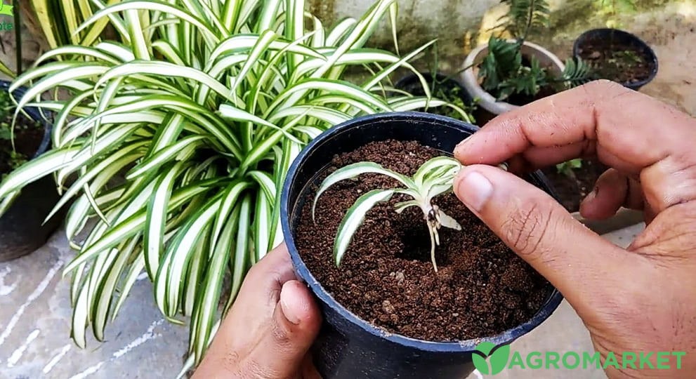 Как размножать хлорофитум: шаги и советы для садоводов | Agro-market